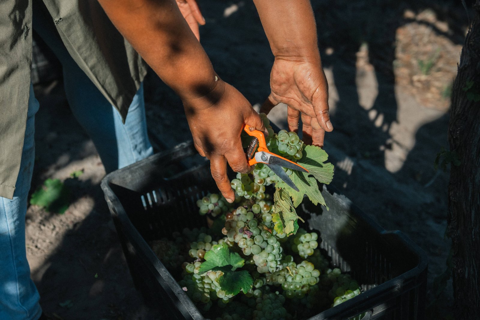 Grown with care.